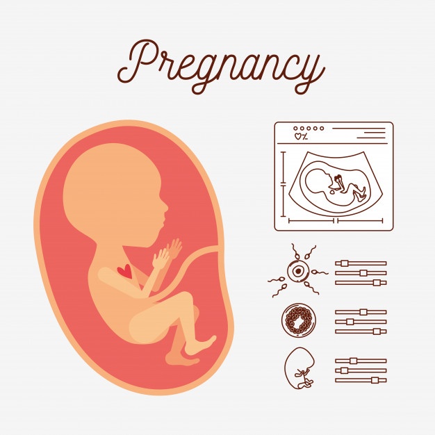 626x626 Foetus Vectors, Photos And Free Download