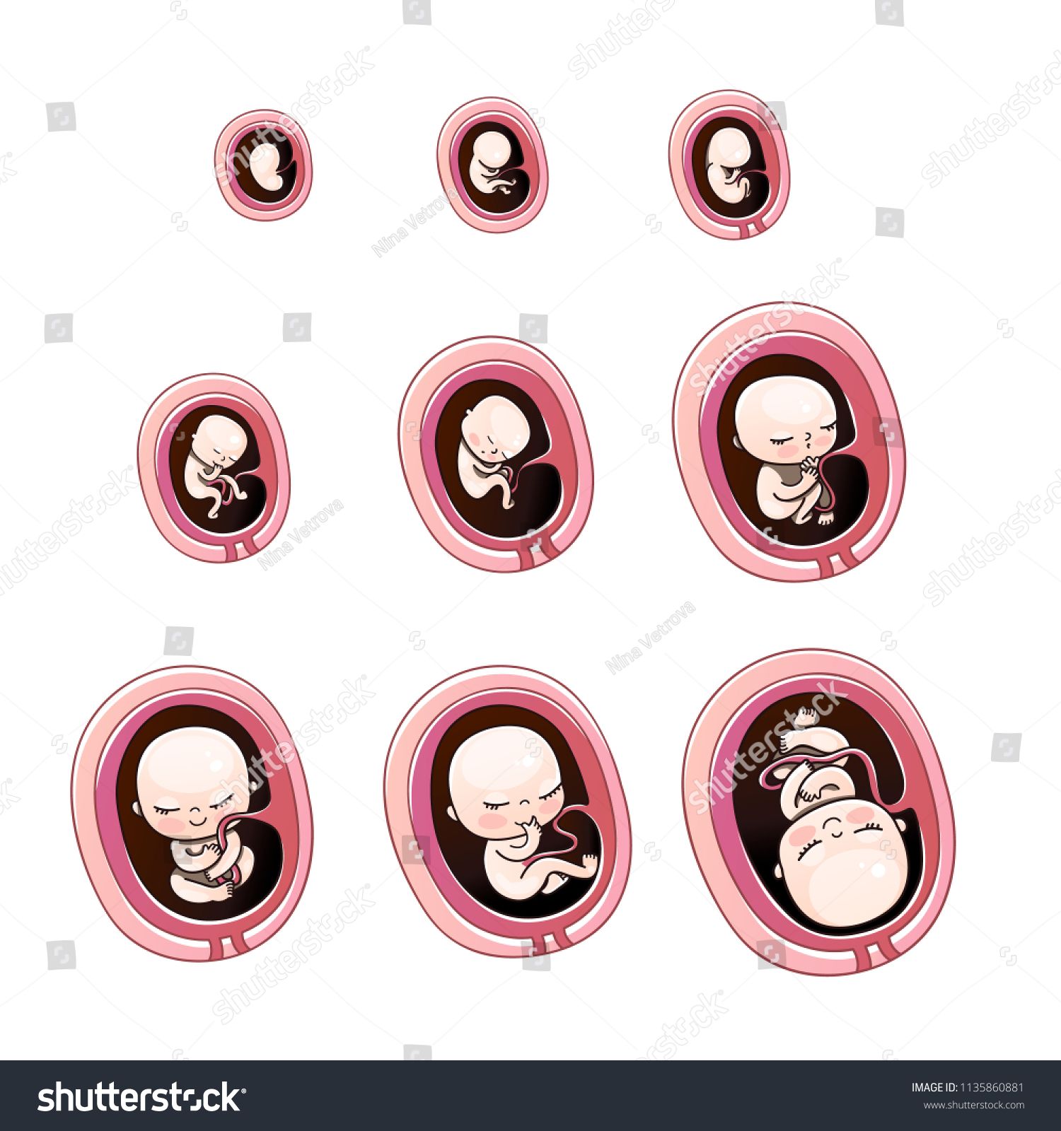 1500x1600 Human Fetus Inside The Womb To Months Vector Illustrationswomb