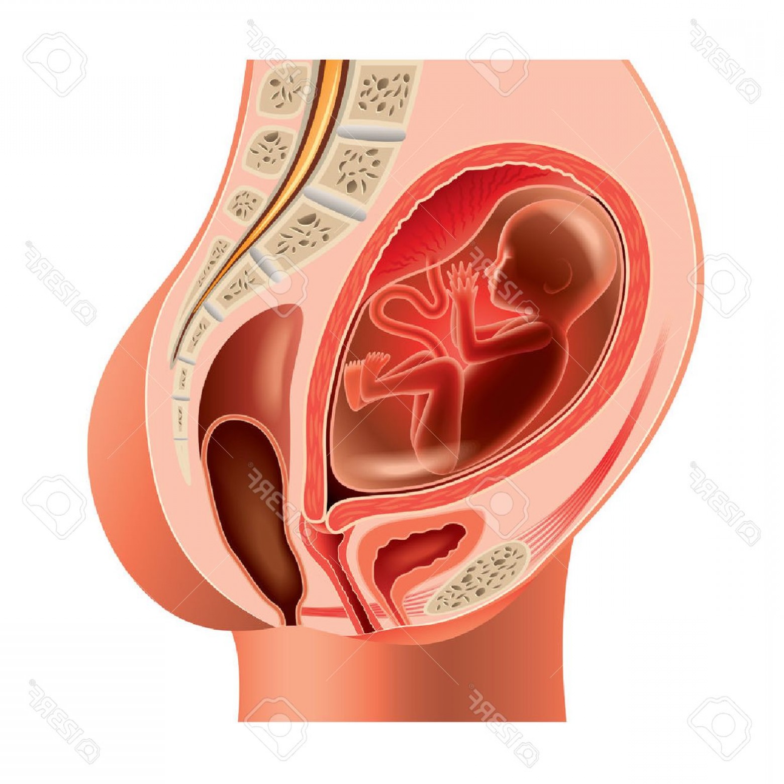 1560x1560 Photostock Vector Pregnant Woman Anatomy And Fetus Isolated Photo