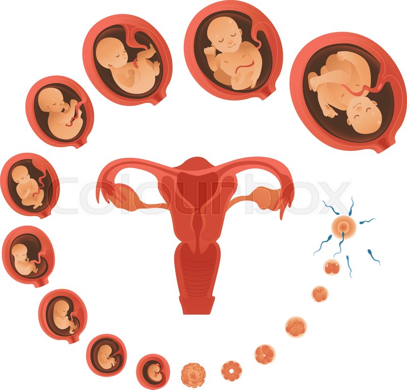 800x765 Vector Human Embryo Development Circle Stock Vector Colourbox