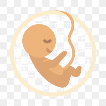 360x360 Fetus Png, Vector, And Clipart With Transparent Background