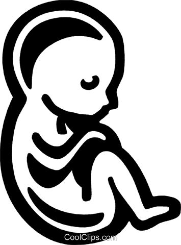 355x480 Fetus Royalty Free Vector Clip Art Illustration