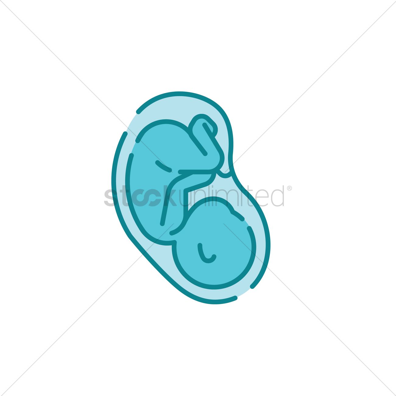 1300x1300 Fetus Vector Image