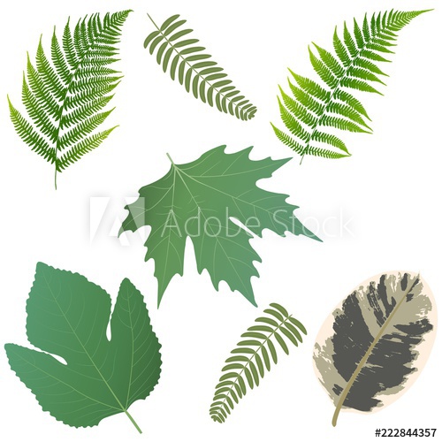 Fig Leaf Vector