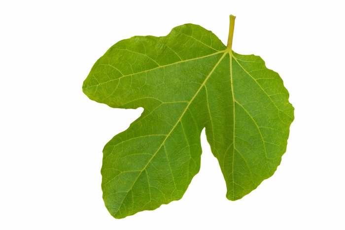 700x467 Fig Leaves Clipart Free Cliparts Download Images
