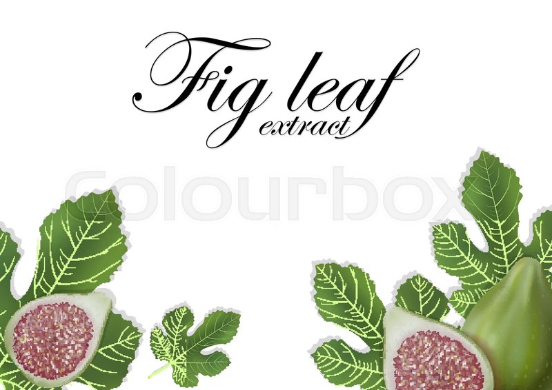 800x566 Fig Leaves On White Background Figs Stock Vector Colourbox