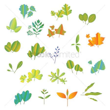 450x450 Free Fiddle Leaf Fig Stock Vectors Stockunlimited
