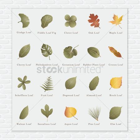 450x450 Free Fig Leaf Stock Vectors Stockunlimited
