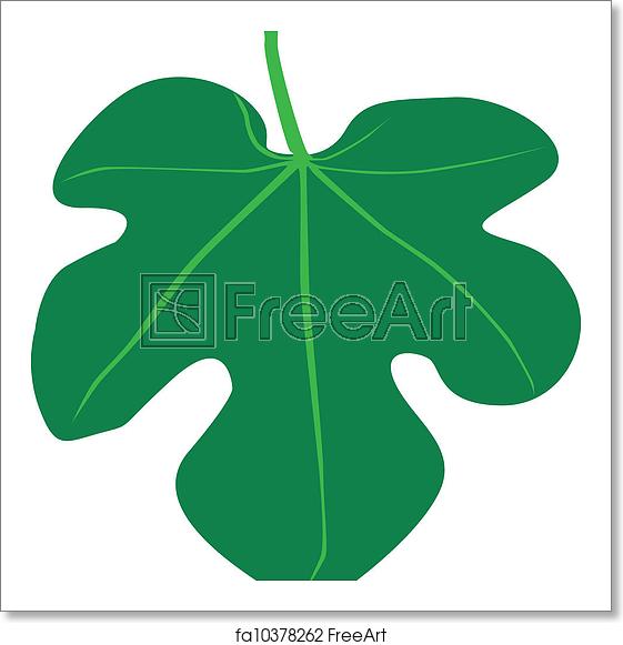 561x581 Free Art Print Of Fig Leaf Fig Leaf Vector Freeart