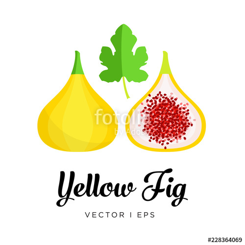 500x500 Fresh Yellow Fig, Seeds And Leaf Vector Editable Illustration