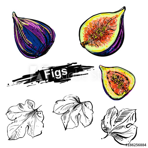 500x500 Hand Drawn Illustration Set Of Color Fig, Leaf Sketch Vector
