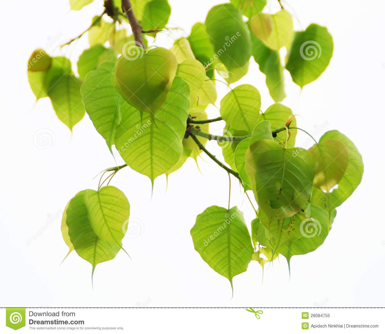 1300x1130 Sacred Fig Leaf Clipart Free Cliparts Download Images