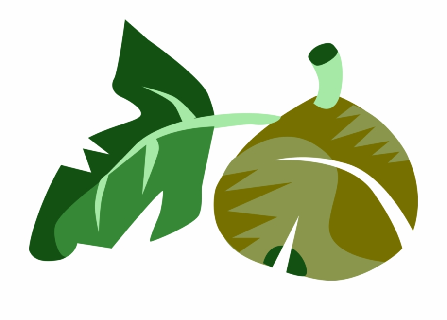 920x658 Vector Illustration Of Common Fig Fruit With Leaf Free Png Images