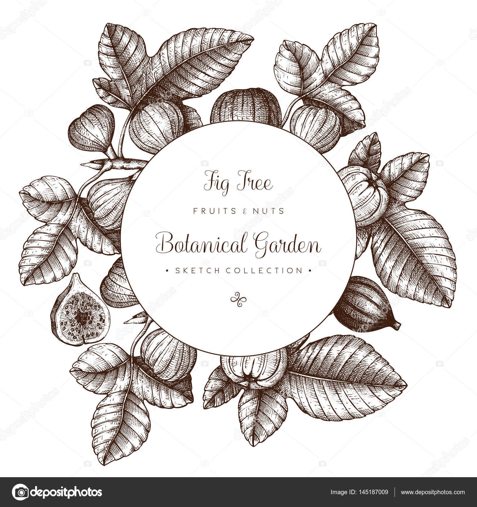 1600x1700 Vector Design With Hand Drawn Fig Trees Branch, Leaves, Fruits