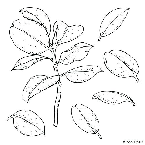 500x500 Where To Buy Fig Leaves Buy Fig Leaves Nyc