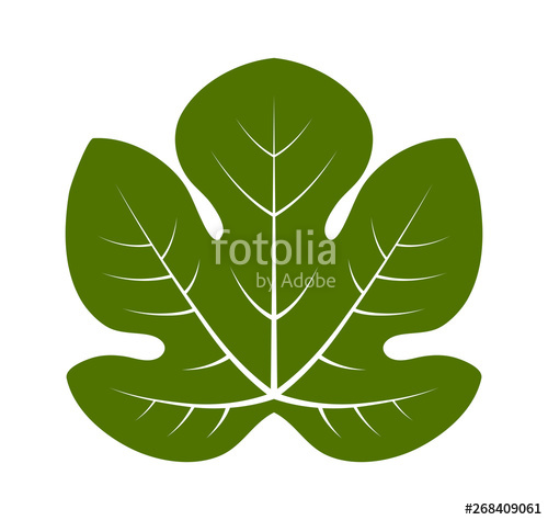 500x474 Fig Leaf Stock Image And Royalty Free Vector