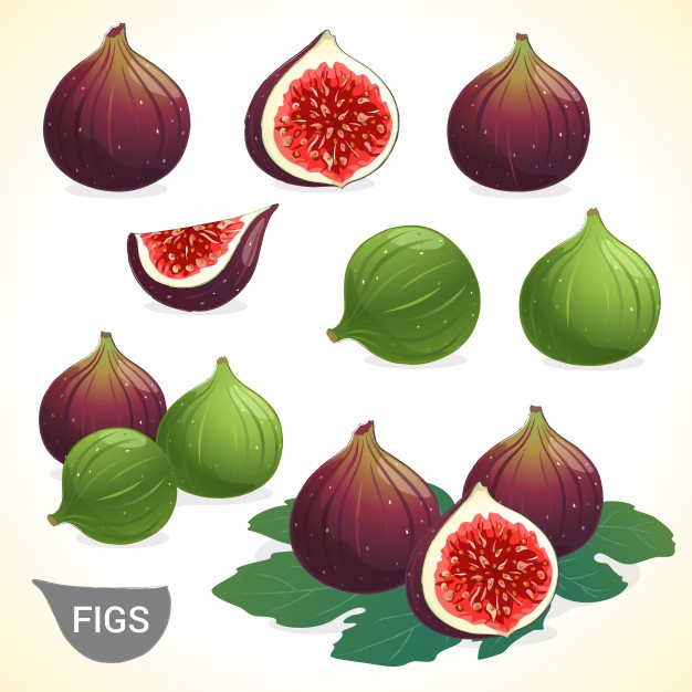 626x626 Fig Leaf Vectors, Photos And Free Download