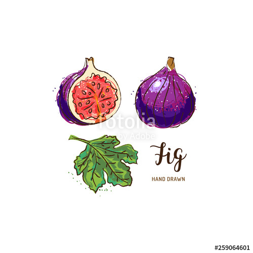 500x500 Fig Fruit Drawing Watercolor Figs On A White Background Vector