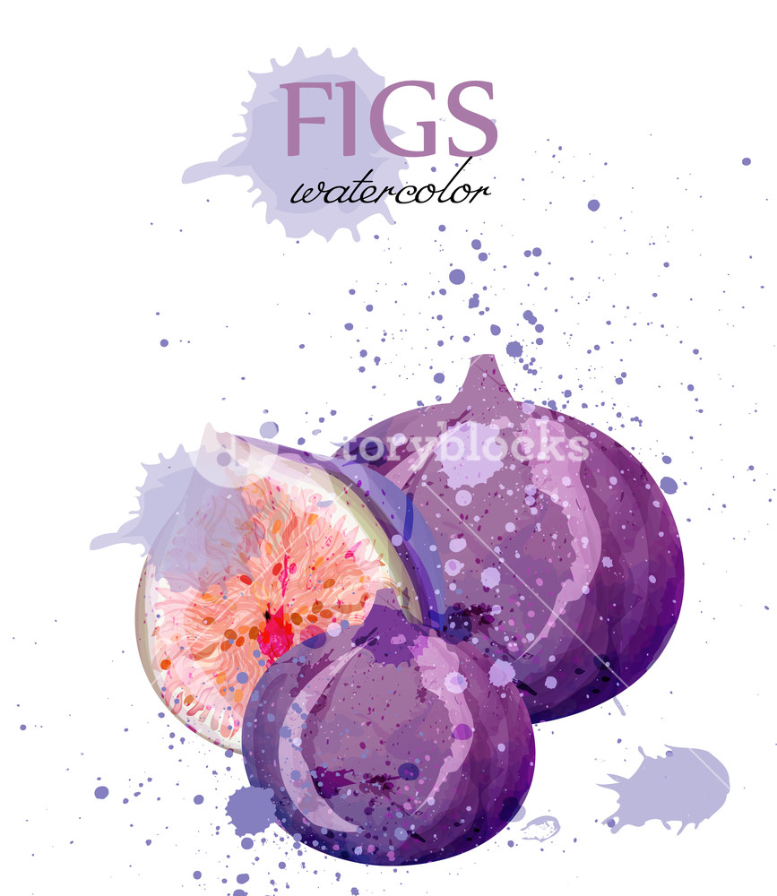 867x1000 Fig Fruits Watercolor Vector Delicious Colorful Isolated Design