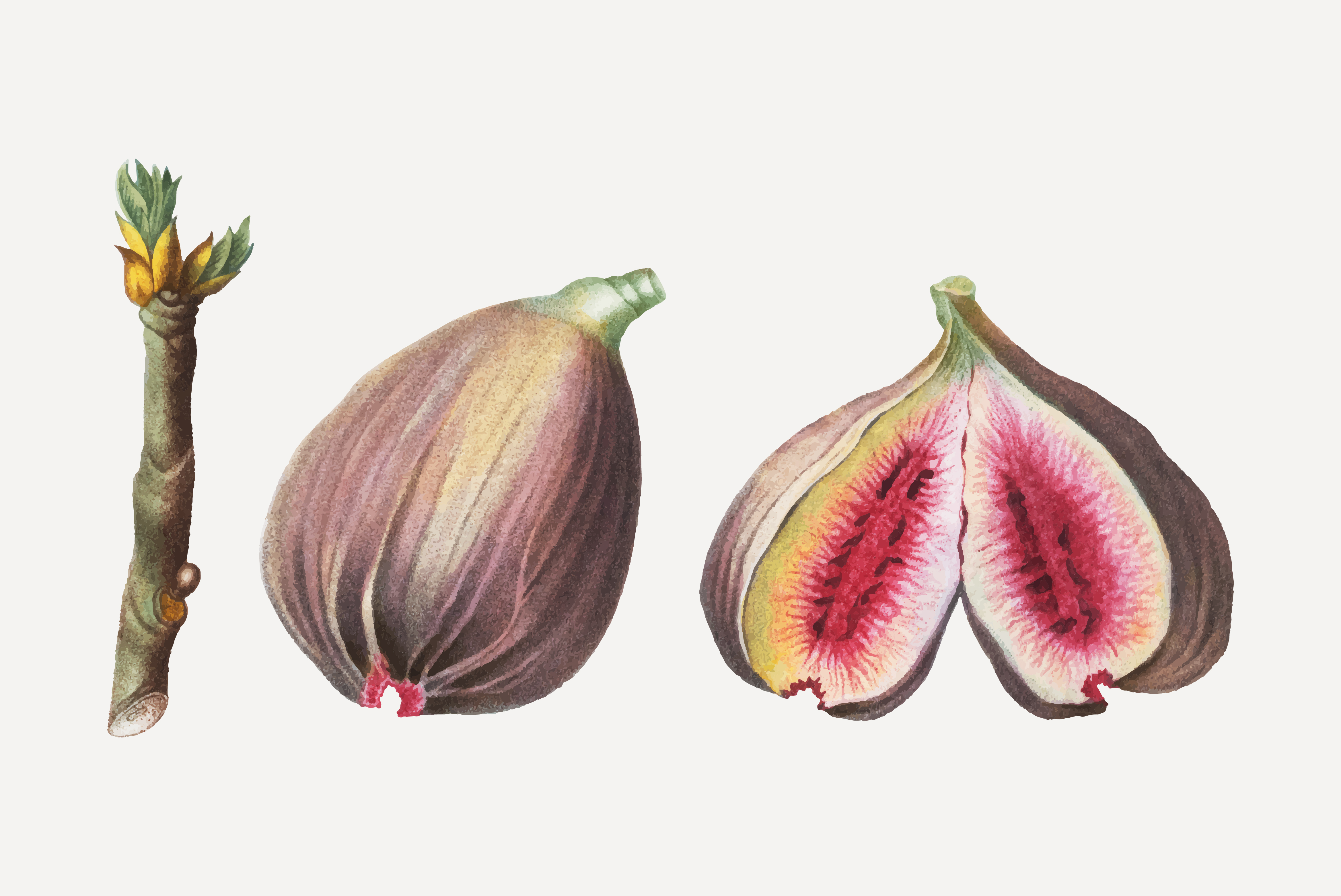 4675x3125 Figos Free Vector Art