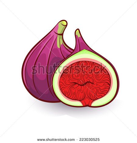 450x470 Fresh Fig Colorful Vector Illustration
