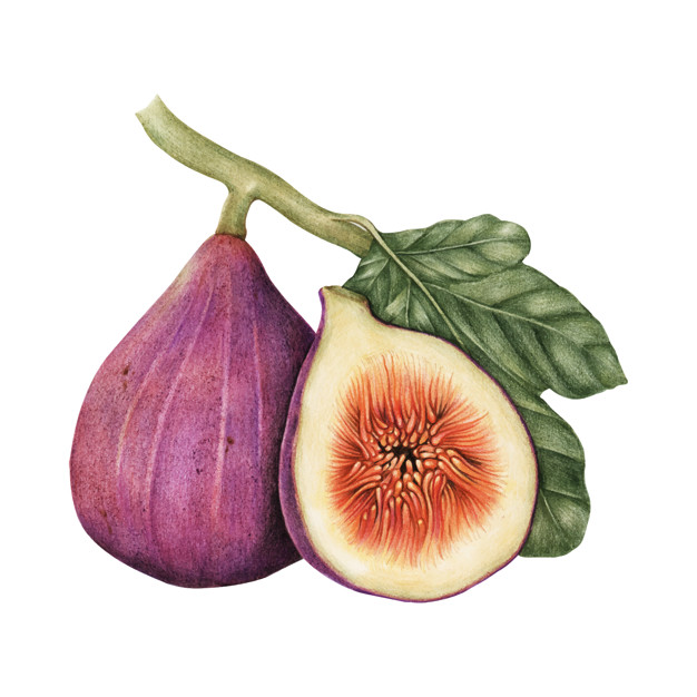626x626 Illustration Drawing Style Of Fig Vector Premium Download