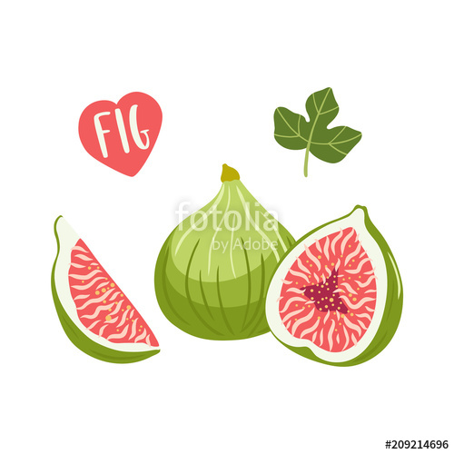 500x500 Set Of Hand Drawn Vector Illustration Figs Fruits Sliced