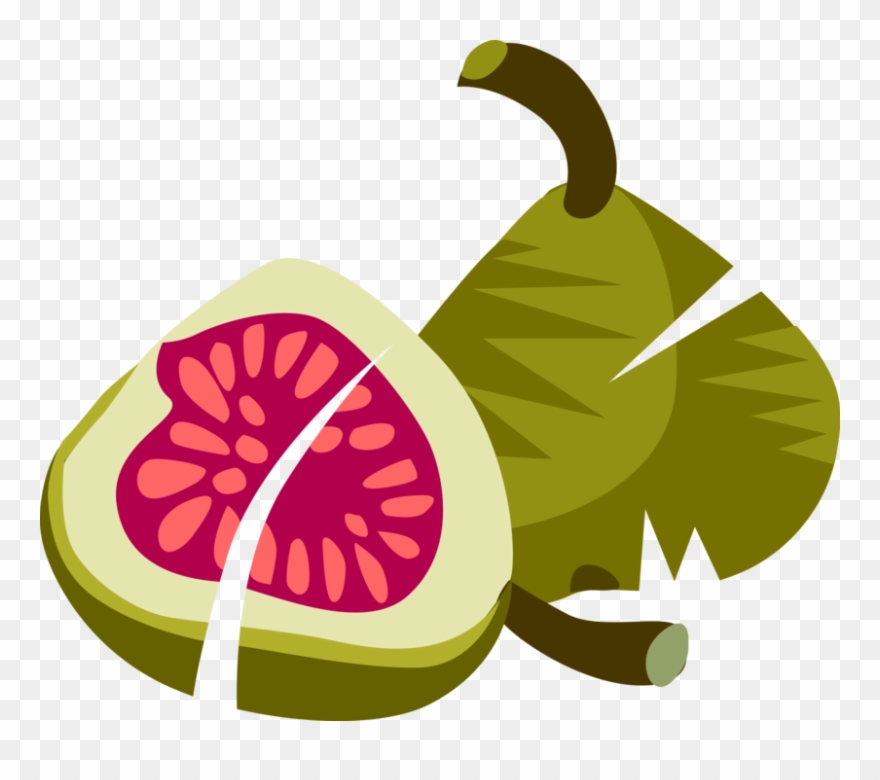 880x780 Vector Illustration Of Sliced Common Fig Fruit