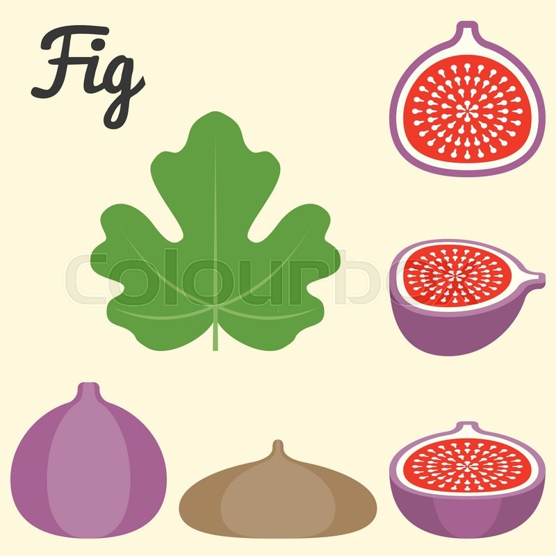 800x800 Vector Fig Icon, Flat Design Stock Vector Colourbox