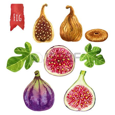 450x450 Fig Drawing Figs, Hand Painted Watercolor Set, Vector Clipping