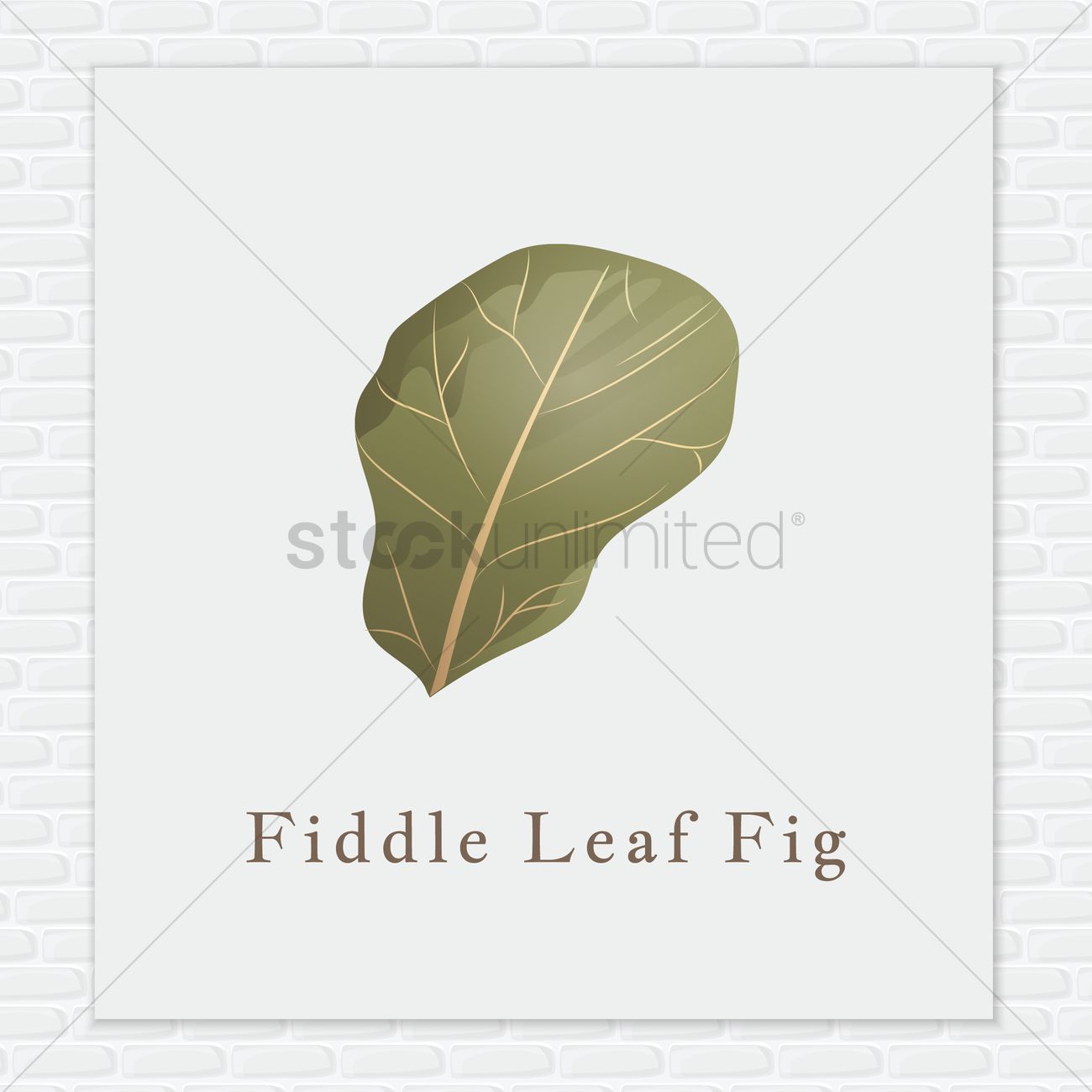 1300x1300 Fiddle Leaf Fig Vector Image