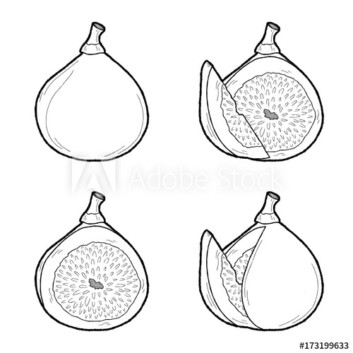500x500 Fig Vector Illustration Hand Drawn Fruit Cartoon Art