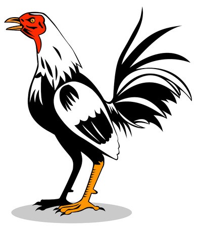 390x450 Fighting Roosters Royalty Free Vector Graphics