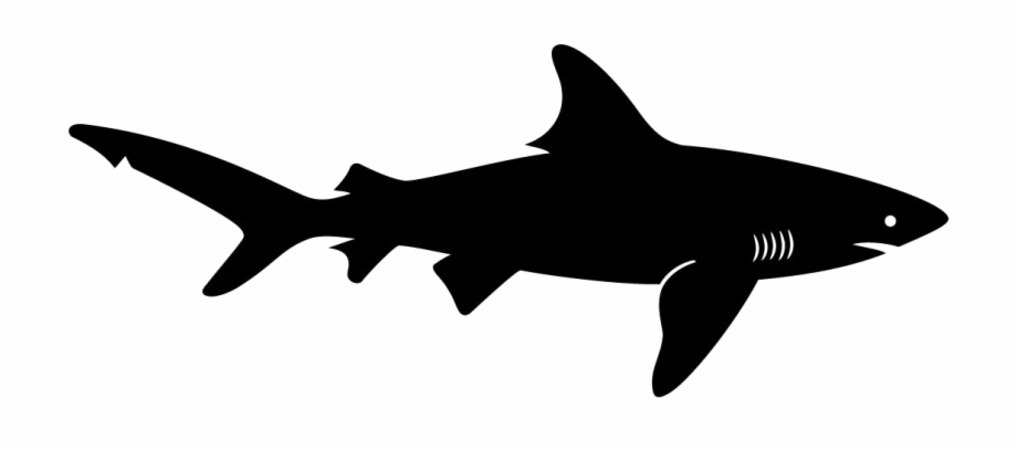 Fish With Shark Fin Vector Library Download 920x408 Fish With Shark Fin Vector Library Download