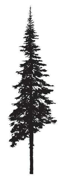 226x612 Best Pine Tree Silhouette Images In Stencils, Fir Tree