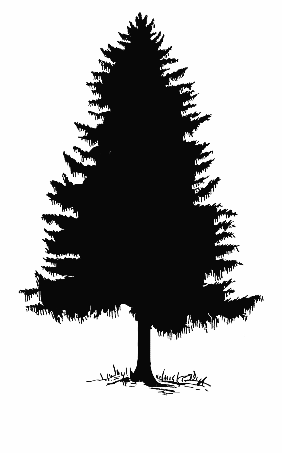 Fir Tree Silhouette Vector at Vectorified.com | Collection of Fir Tree ...