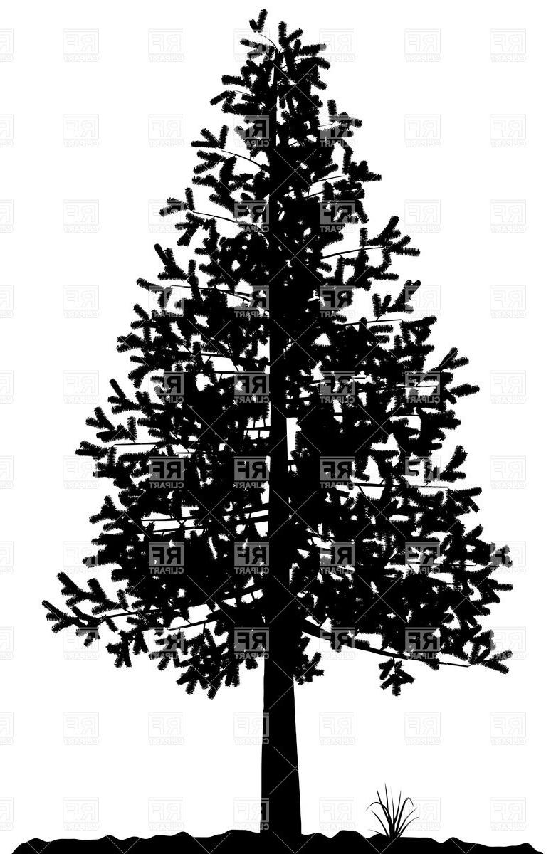 774x1200 Best Free Fir Tree Silhouette Download Royalty Vector Design