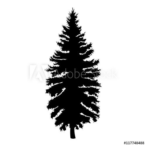 500x500 Hand Drawn Fir Tree Vector Illustration Silhouette Of Black Pine