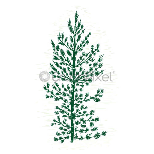 500x500 Hand Drawn Textured Fir Tree Vector Illustration Silhouette