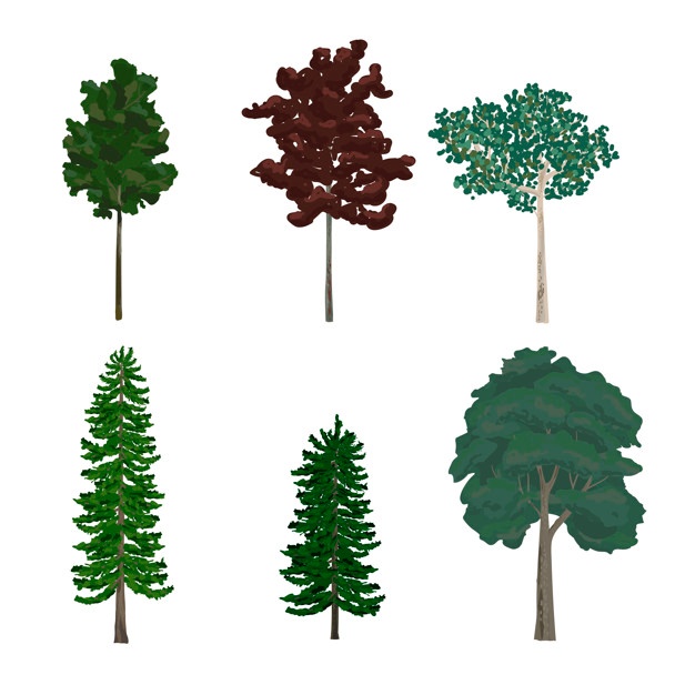626x626 Pine Vectors, Photos And Free Download
