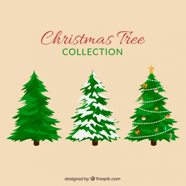 626x626 Fir Tree Vectors, Photos And Free Download