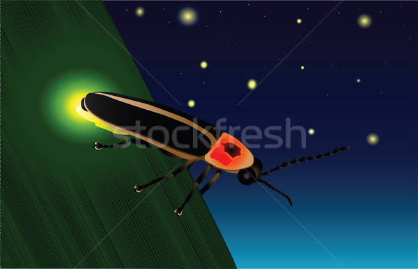 600x387 Glowing Firefly Vector Illustration Brandon Alms