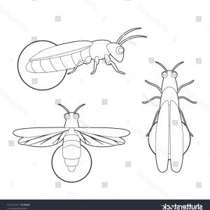 300x300 Insect Set Firefly Cartoon Vector Coloring Newwaysys