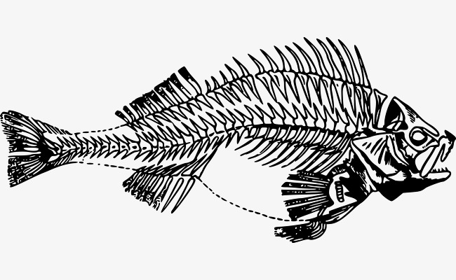 650x400 Download Free Png Vector Fishbone, Fish Bone, V