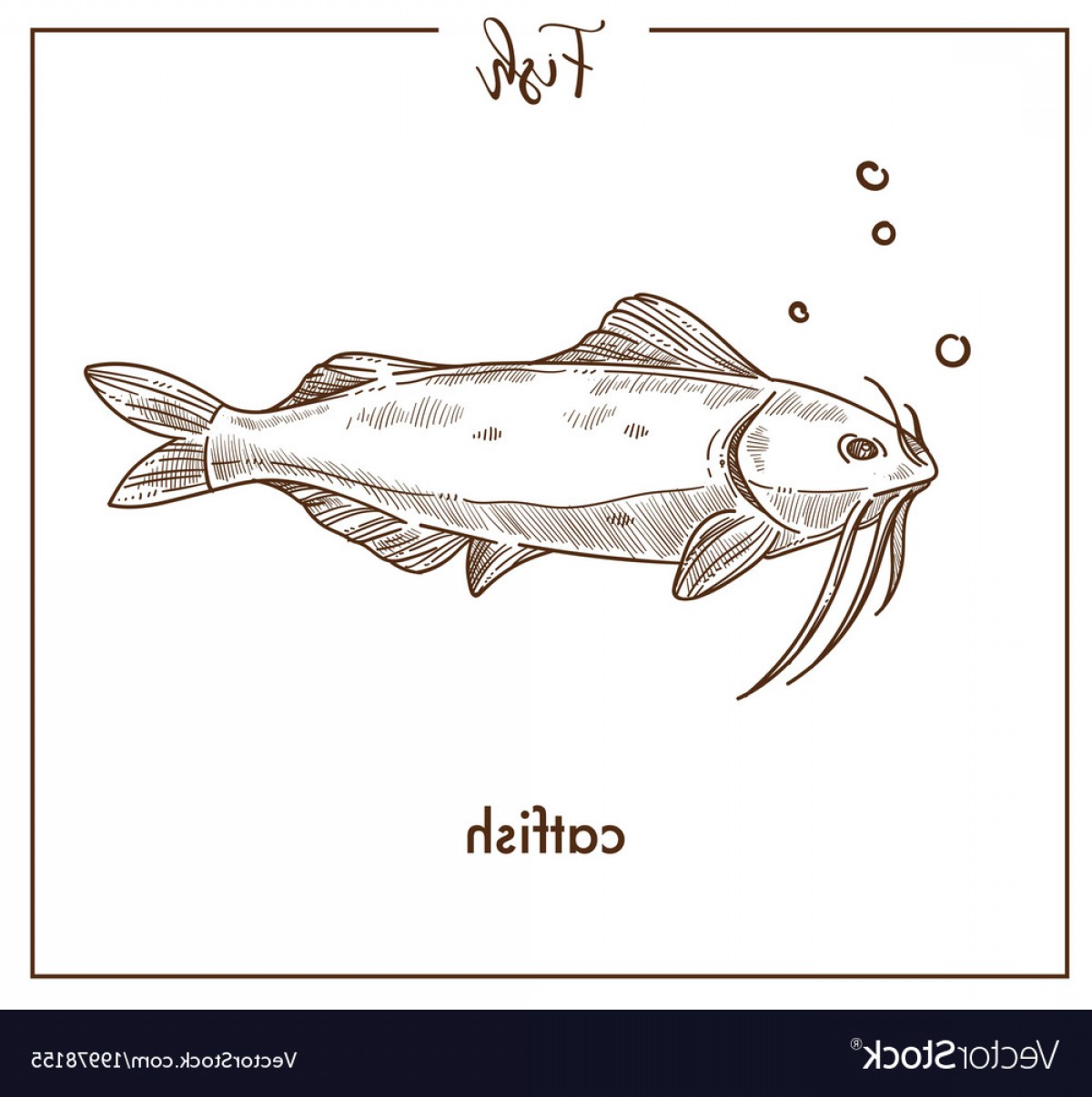1200x1206 Catfish Sketch Fish Icon Of Sheatfish Vector Cqrecords