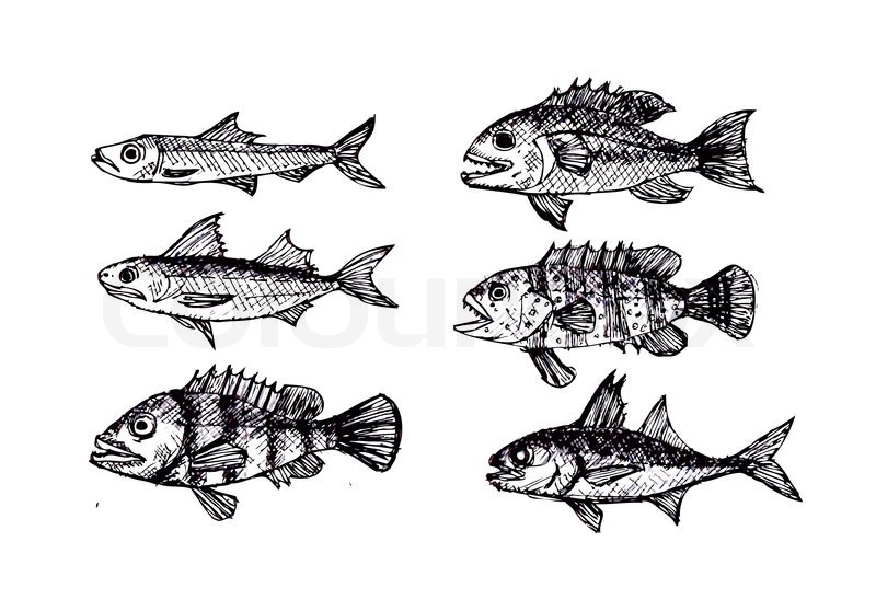 Hand Drawn Fish Vector Illustration Stock Vector Colourbox 800x558 Hand Drawn Fish Vector Illustration Stock Vector Colourbox