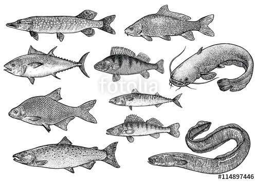 Scale, Fin, Water, Food, Fish, Illustration, Engrave, Line 500x354 Scale, Fin, Water, Food, Fish, Illustration, Engrave, Line