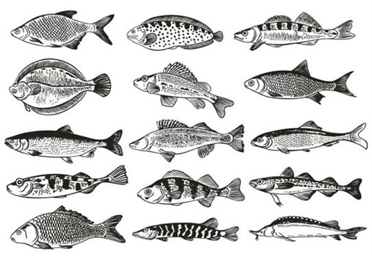 Fish Free Vector Download 534x368 Fish Free Vector Download