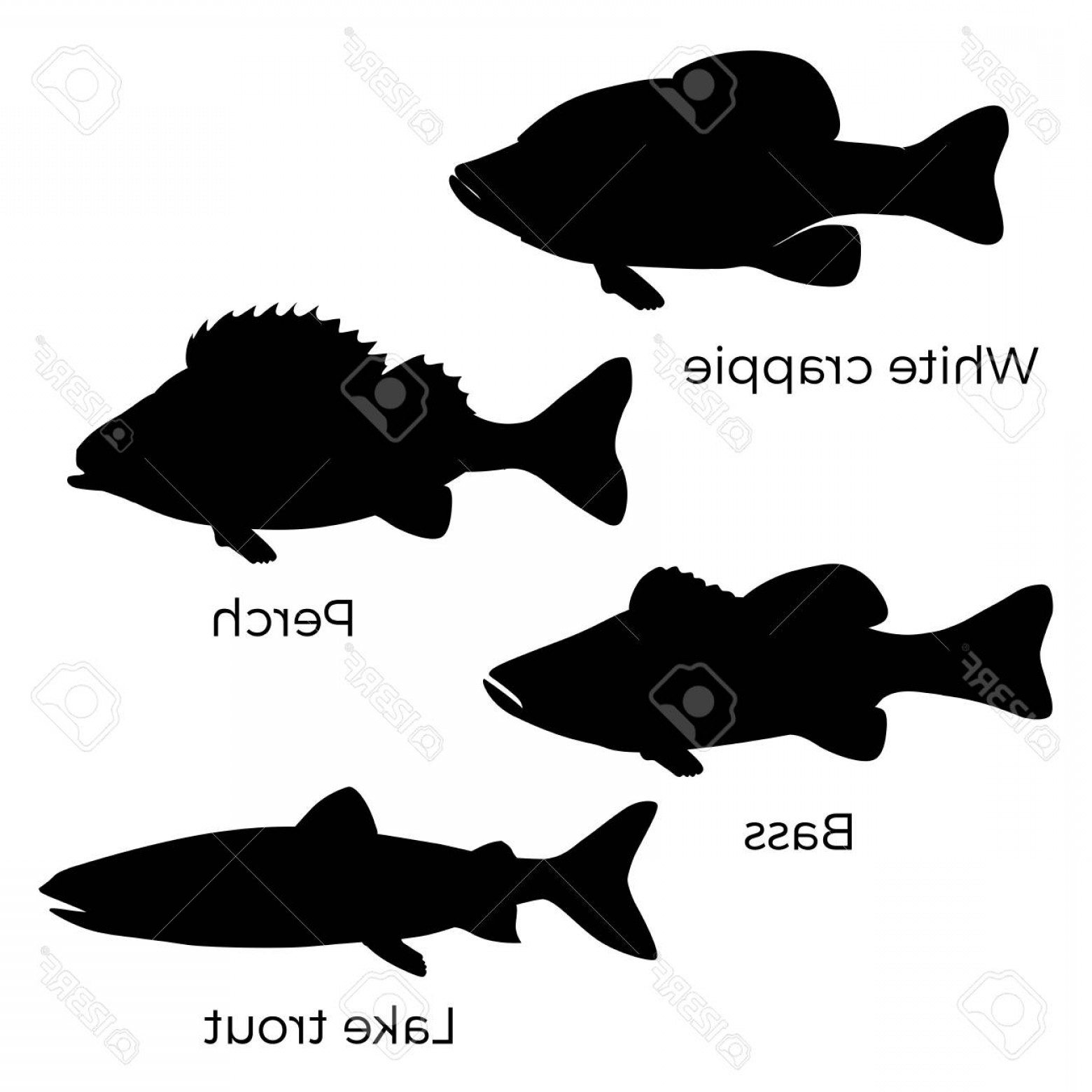1560x1560 Photostock Vector Silhouettes Of Freshwater Fish White Crappie