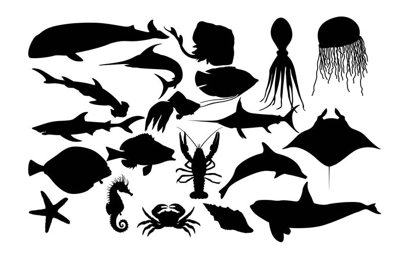 794x529 Sea Fish Silhouette Fish Clipart Fish Silhouette Saltwater Etsy
